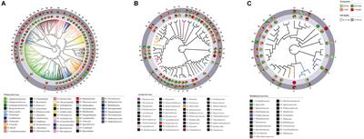 Interaction Between Conservation Tillage and Nitrogen Fertilization Shapes Prokaryotic and Fungal Diversity at Different Soil Depths: Evidence From a 23-Year Field Experiment in the Mediterranean Area